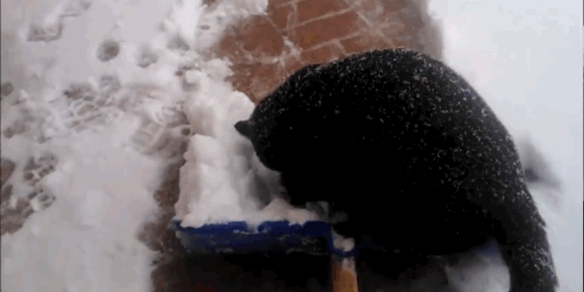 Cat Helps Owner Shovel Snow The Dodo