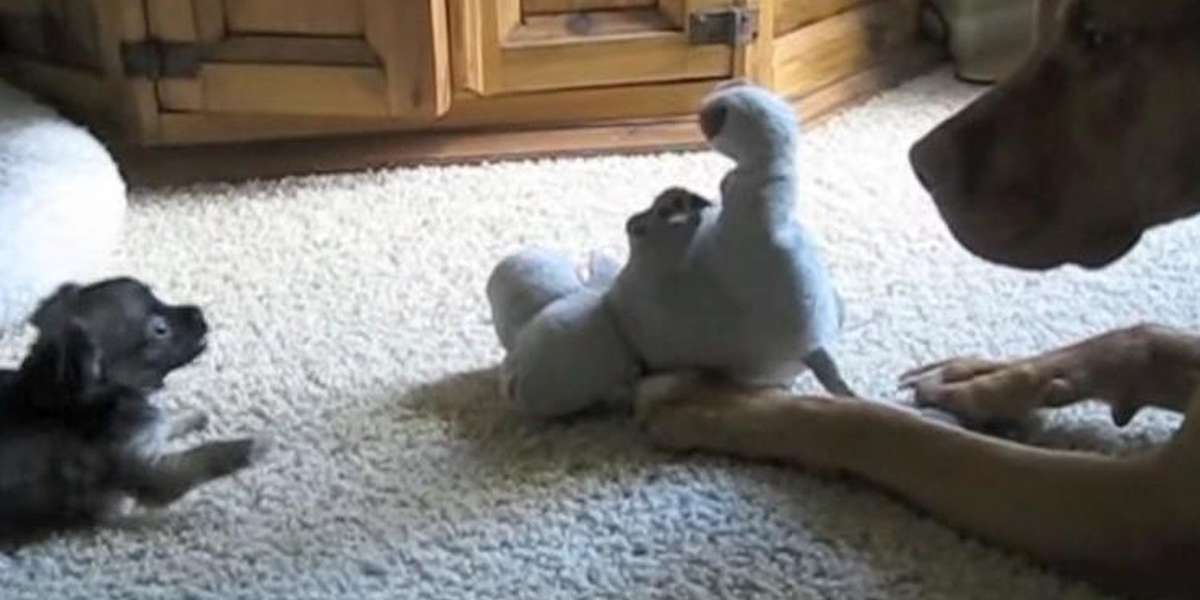 Patient Pit Bull Tries So Hard To Teach Puppy To Play - The Dodo