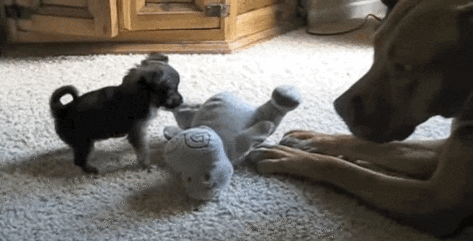 Patient Pit Bull Tries So Hard To Teach Puppy To Play - The Dodo