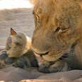 Lion Shows How Gentle He Is With Tiniest Visitor