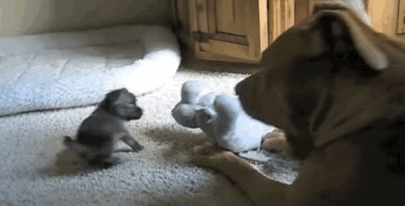 Patient Pit Bull Tries So Hard To Teach Puppy To Play - The Dodo