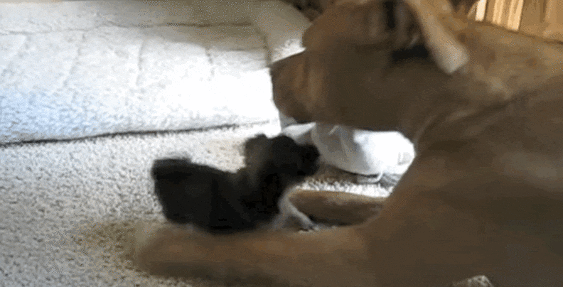 Patient Pit Bull Tries So Hard To Teach Puppy To Play - The Dodo