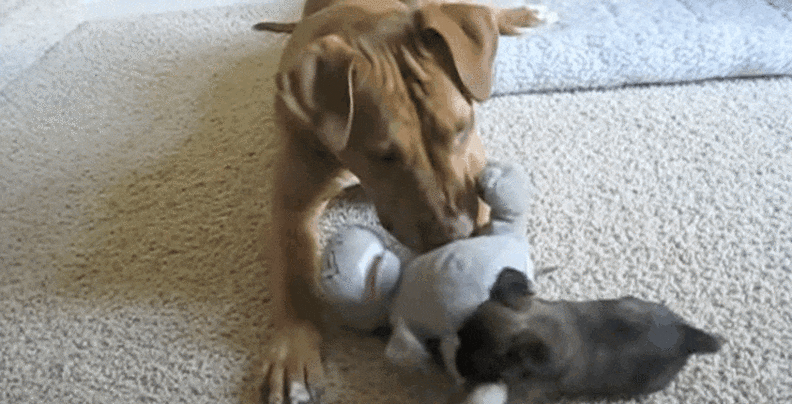 Patient Pit Bull Tries So Hard To Teach Puppy To Play - The Dodo