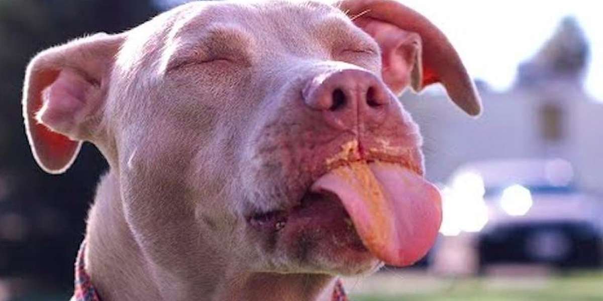 how often can dogs have peanut butter