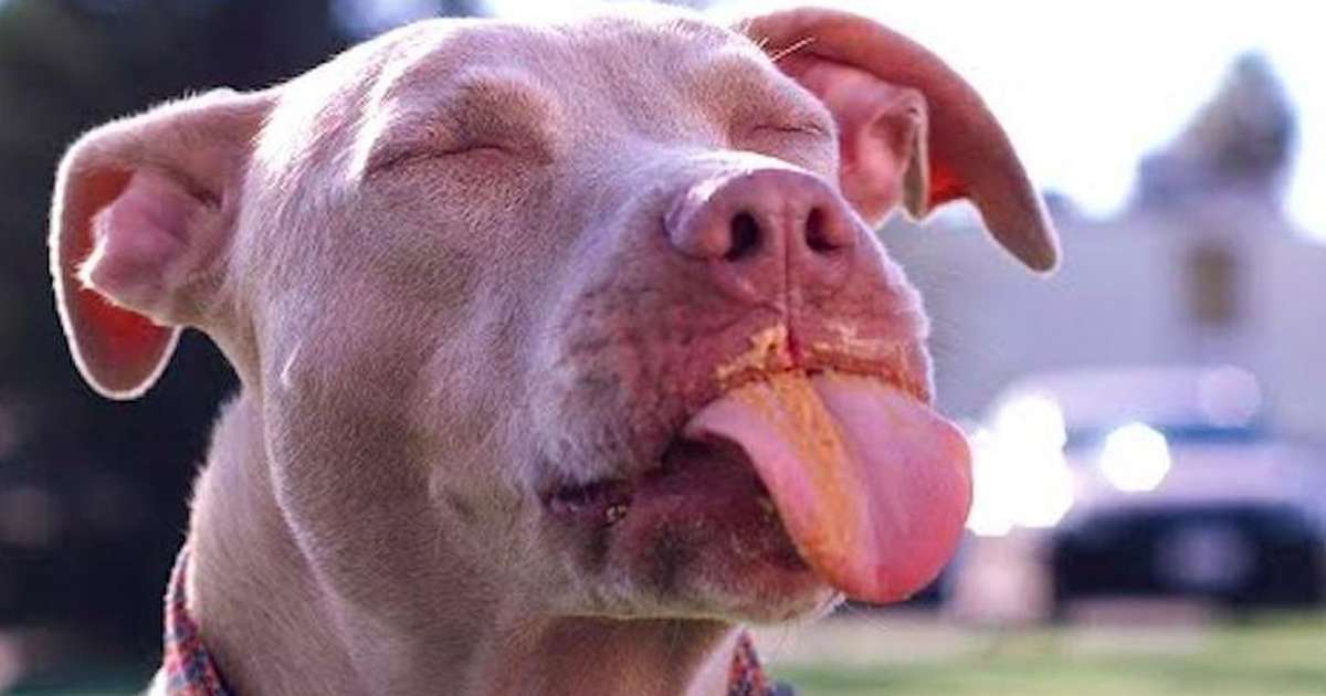 dog can eat peanut butter
