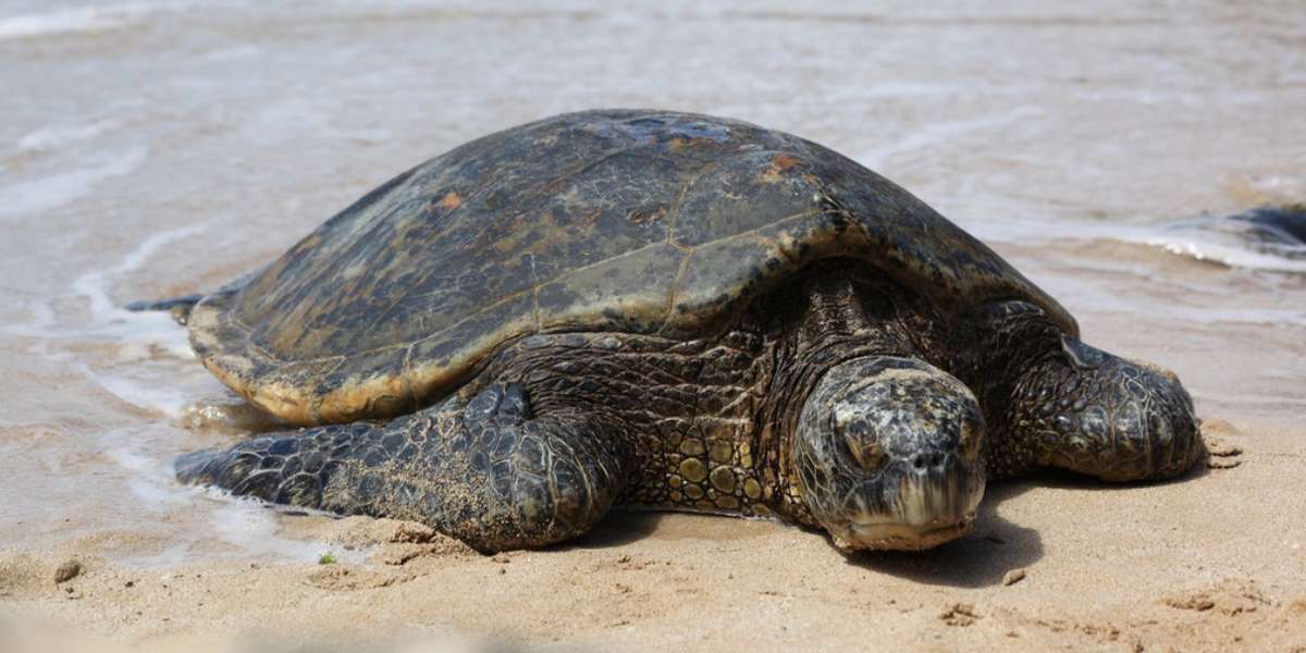 1,000 Rare Turtles Intended To Hit The Black Market As ‘Handicrafts ...