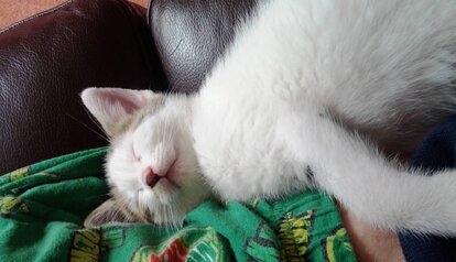 kittens first night at home