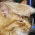 Cats Who Are Kinda Pissed They Look Like Donald Trump