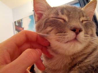 29 Rescued Kittens Feeling Cozy And Safe On Their First Night Home The Dodo