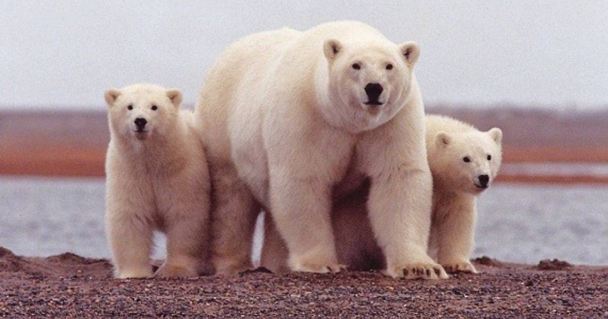 udtryk Revision for eksempel Polar Bears to be Considered for International Protection as Migratory  Species - The Dodo