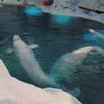 SeaWorld Clears Out Johnny, Moves Onto Belugas
