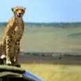 This Cheetah Loves To Jump On Cars