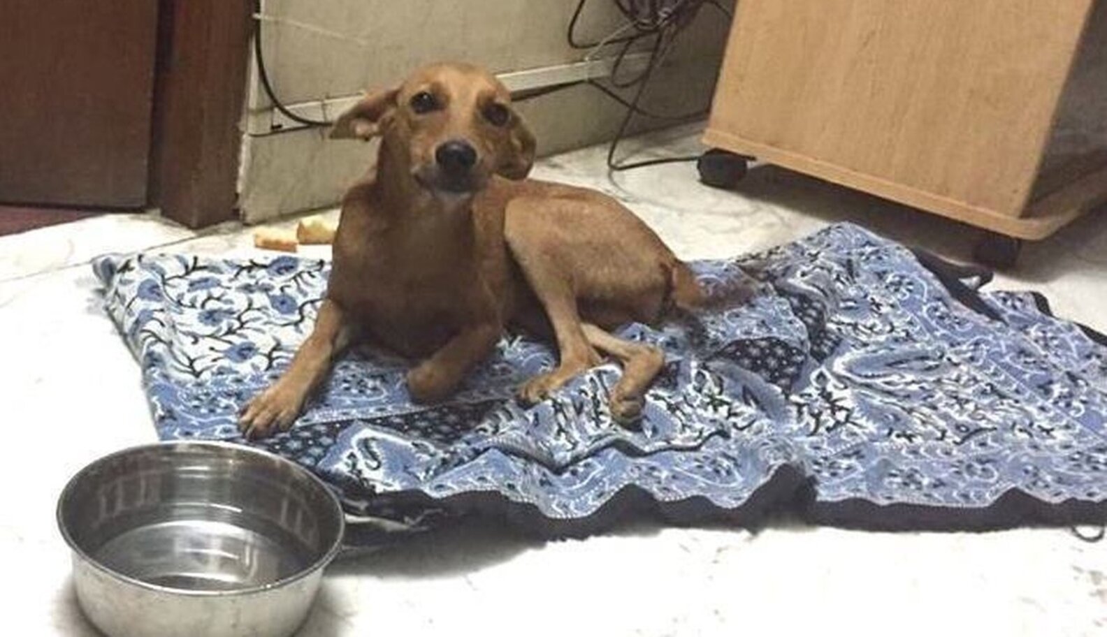Puppy Thrown Off Roof In Viral Video Begins Her Recovery The Dodo