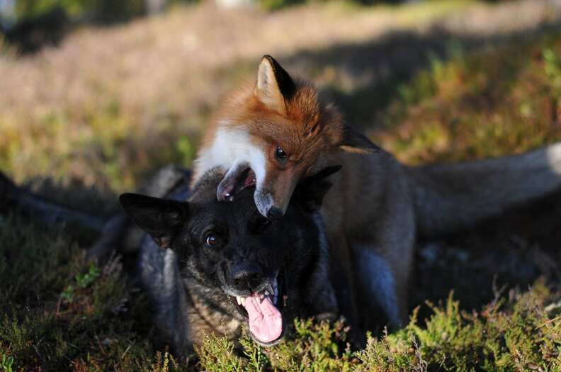 fox and wolf friends