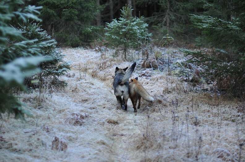 fox and wolf friends