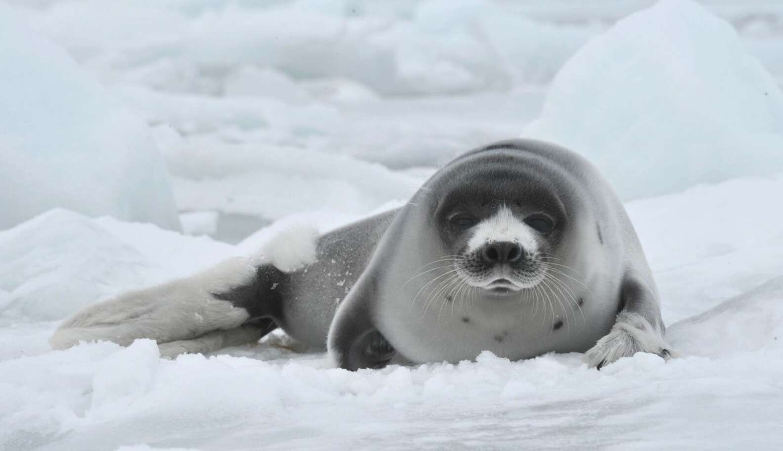 15 Photogenic And Adorable Reasons Canada’s Seal Hunt Needs To End Now ...