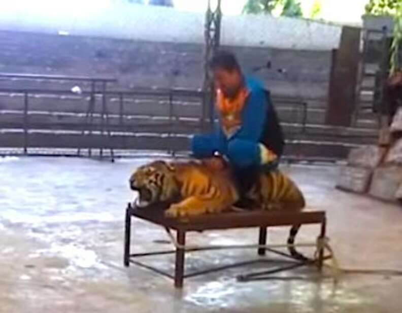 Tiger Beaten And Mocked In Sickening 'Performance' - The Dodo