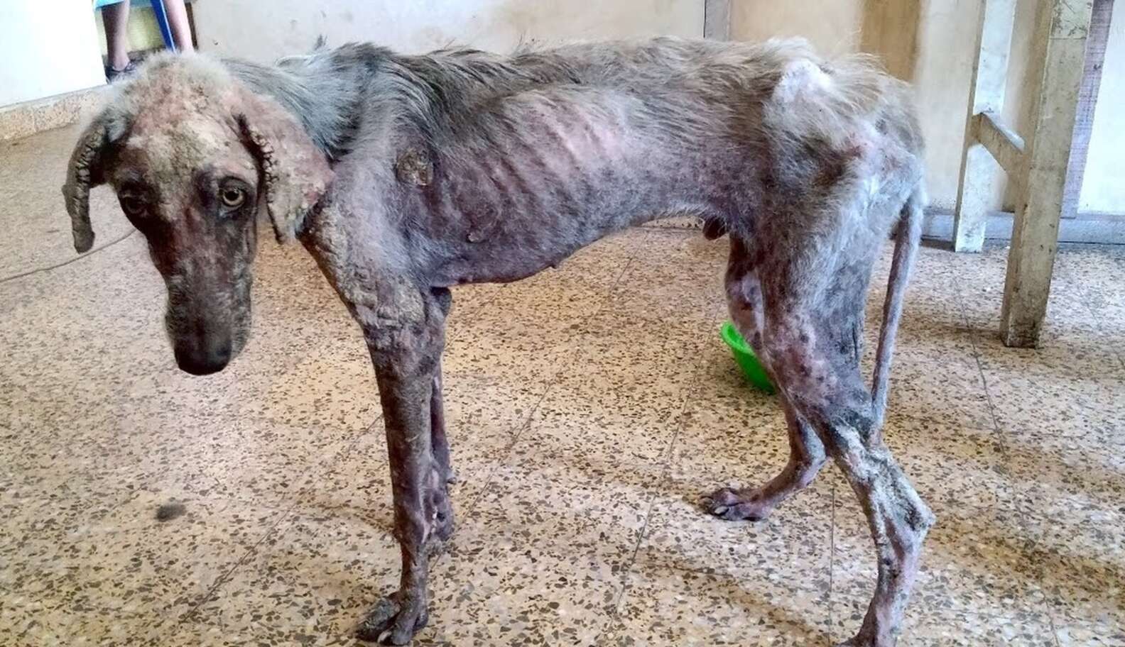 BIG EYES-Transformation of a Street Dog - The Dodo