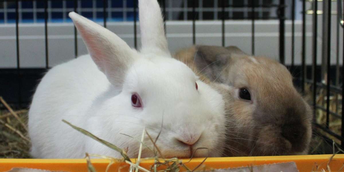 A Whole Family Of Rabbits Was Thrown Out Like Garbage - The Dodo