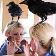 Crow Won't Leave The Woman Who Saved His Life