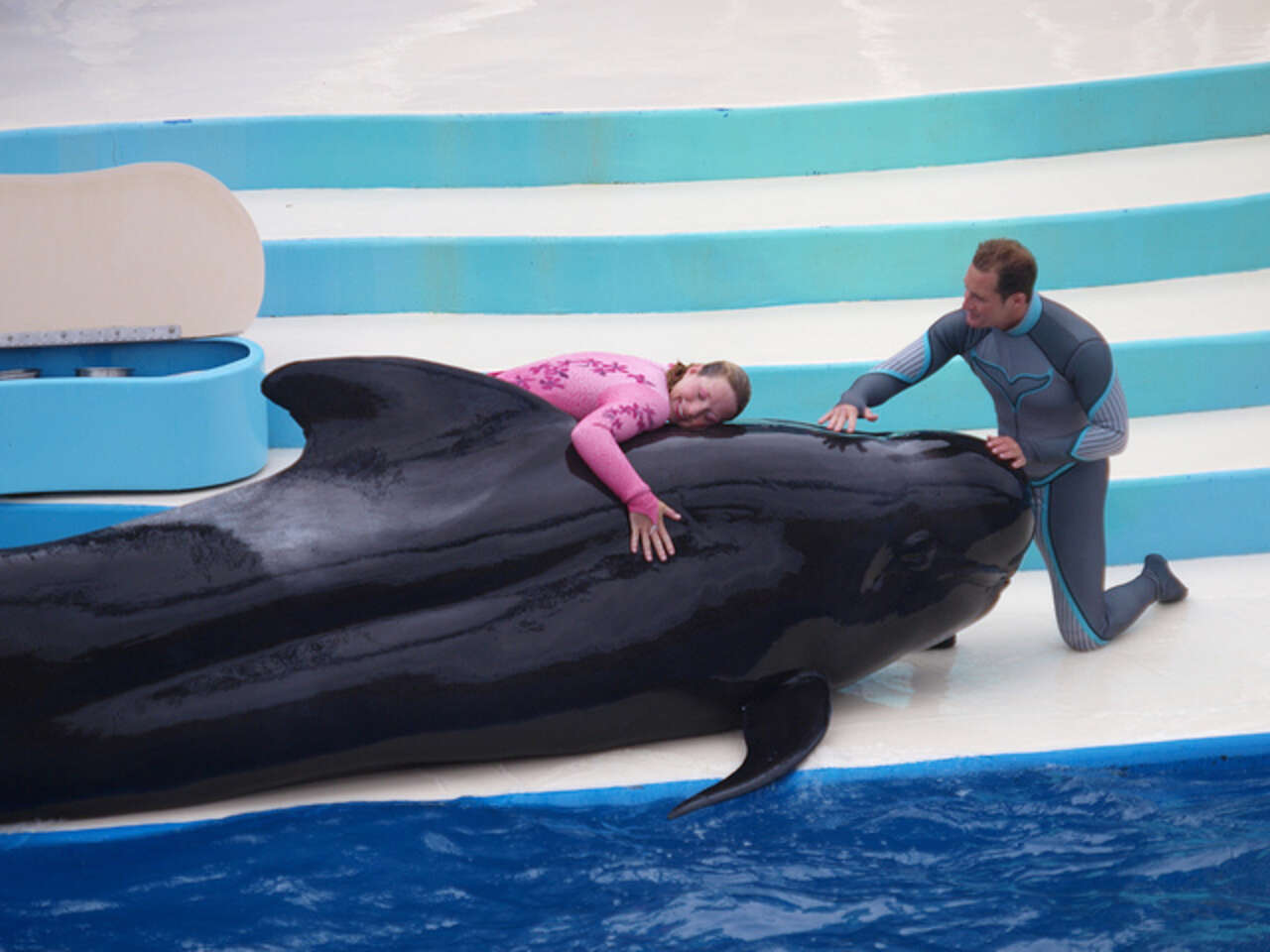 Whale Dies At SeaWorld After Spending 50 Years In A Tank - The Dodo