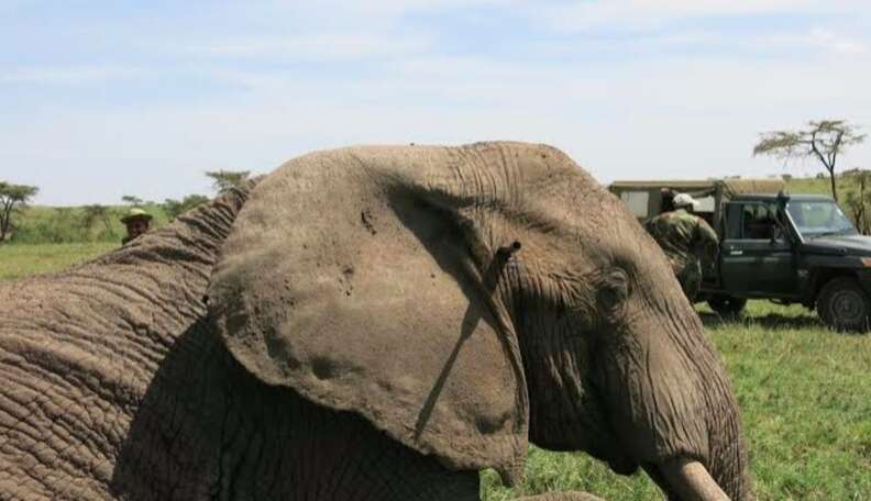 Miracle Elephant Survives Poaching Attack With Spear Still Lodged In ...