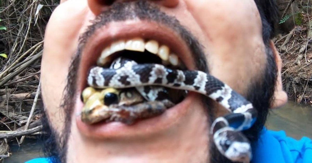The Guy Putting Snakes In His Mouth For The Rainforest Should