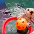 This Otter Can Dunk Better Than You Can