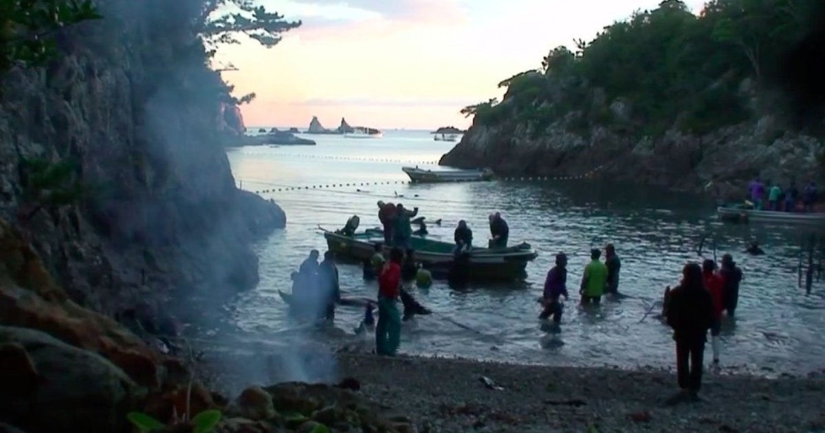 Exclusive From The Cove Raw Unedited Footage Of Taiji Dolphin 