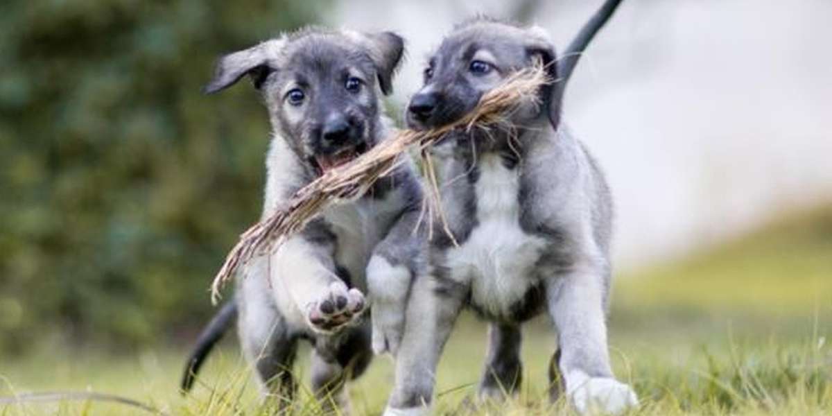 meet-the-world-s-first-identical-twin-puppies-the-dodo