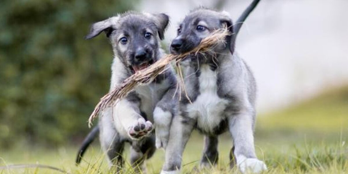 Meet The World s First Identical Twin Puppies The Dodo meet-the-world-s-first-identical-twin-puppies-the-dodo