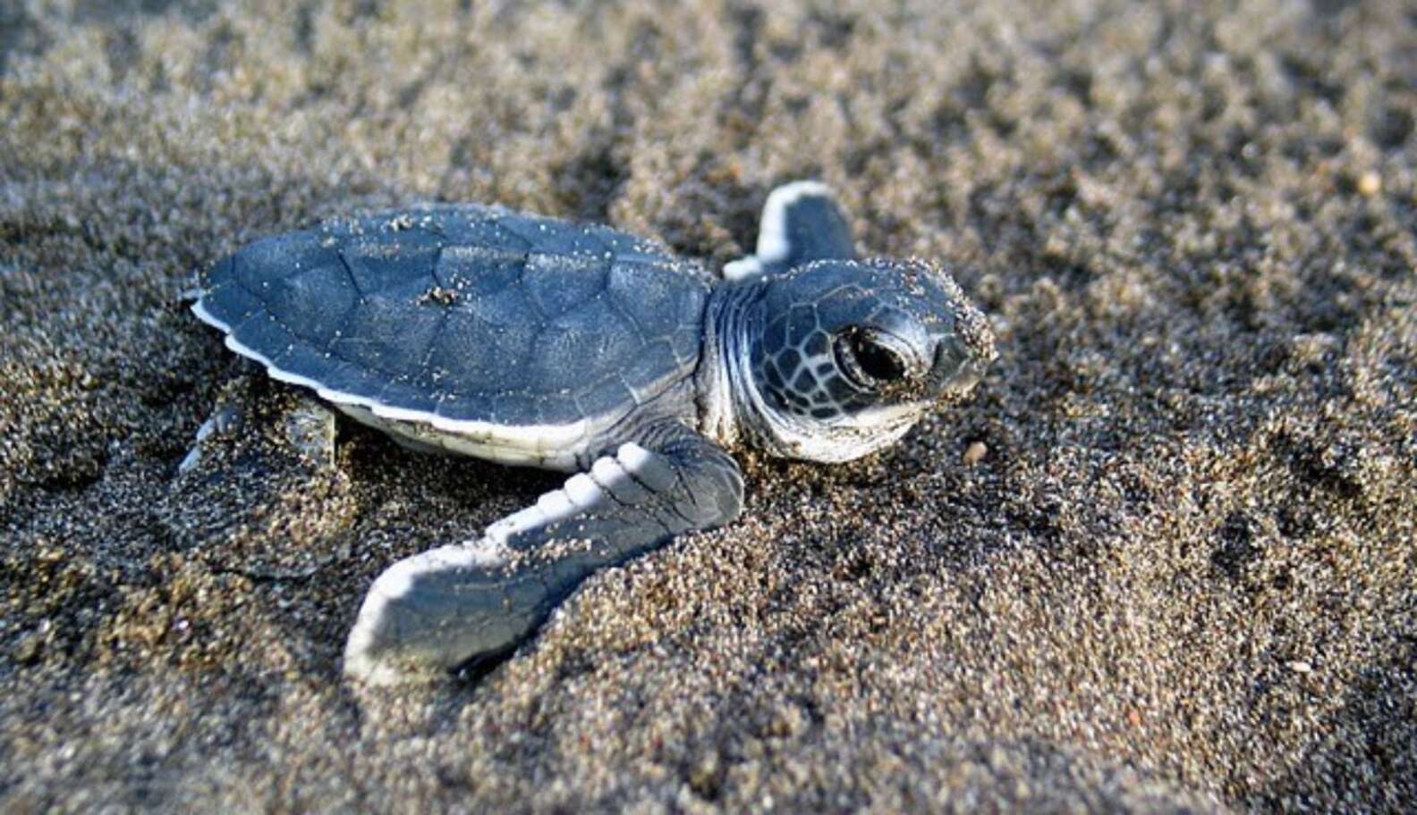 How A Baby Sea Turtle’s Life Is Determined By The Ocean’s Currents ...