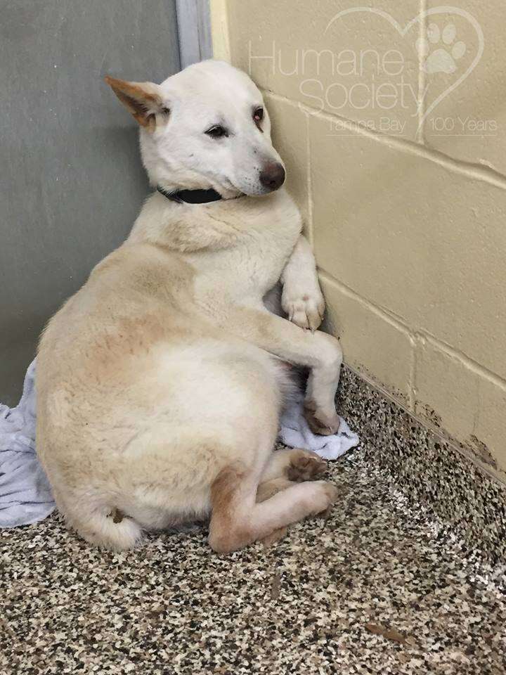 Scared dog at shelter