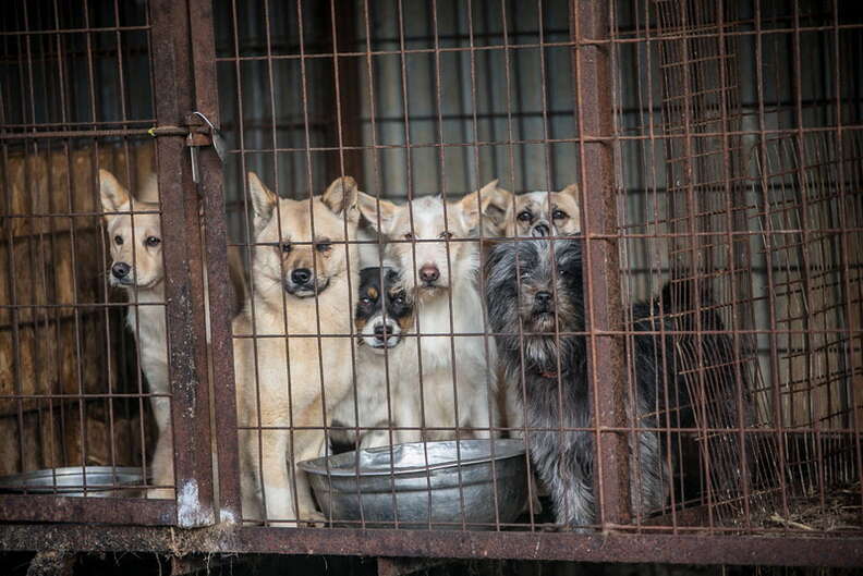 Dogs at Korean meat farm