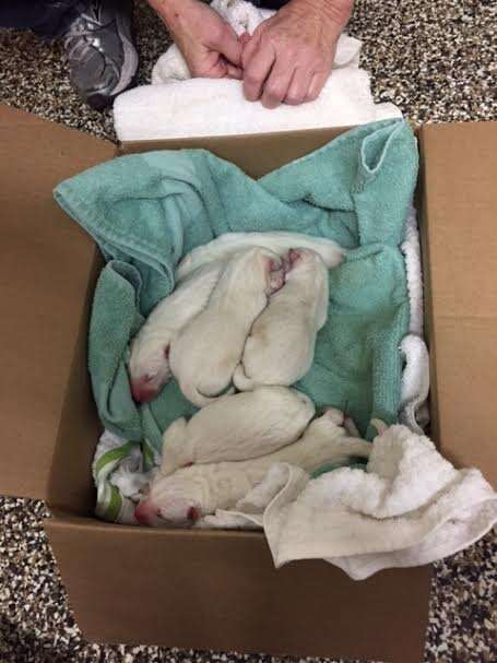 Newborn puppies at shelter