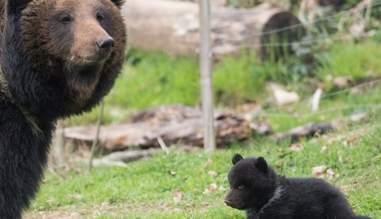 Swiss Zoo Euthanizes Healthy Bear Cub To Prevent It From Being Killed The Dodo