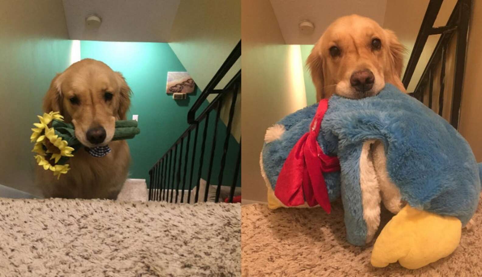 Dog Takes A New Toy To Bed With Her Every Night - The Dodo