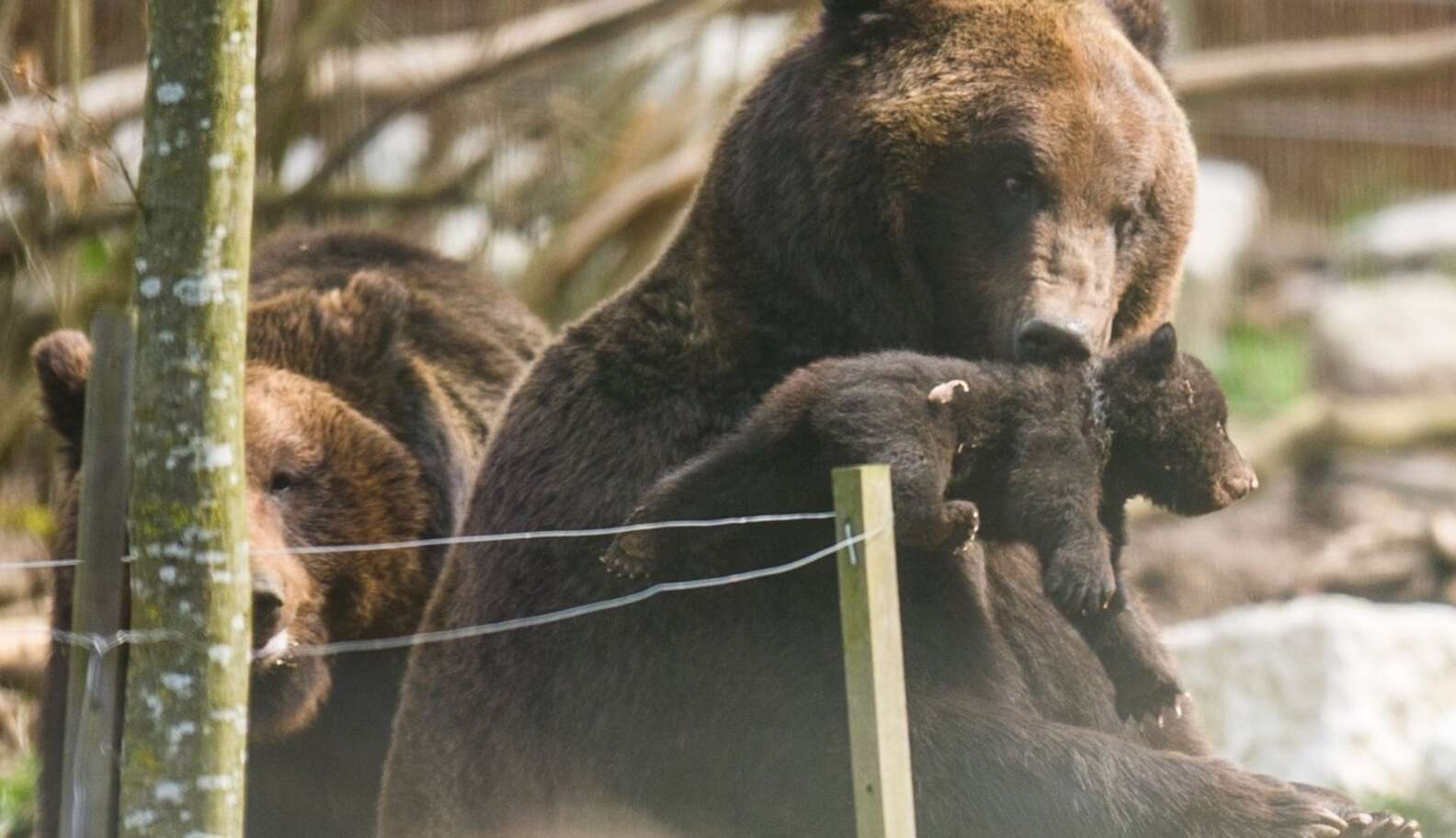 Swiss Zoo Euthanizes Healthy Bear Cub To Prevent It From Being Killed ...