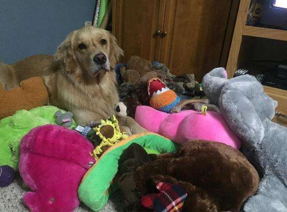 Dog Takes A New Toy To Bed With Her Every Night - The Dodo