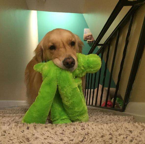 Vet Reveals Which Toys Your Dog Will Love Most—And Why