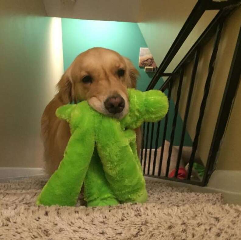 Why Does My Dog Bring His Toy To Bed