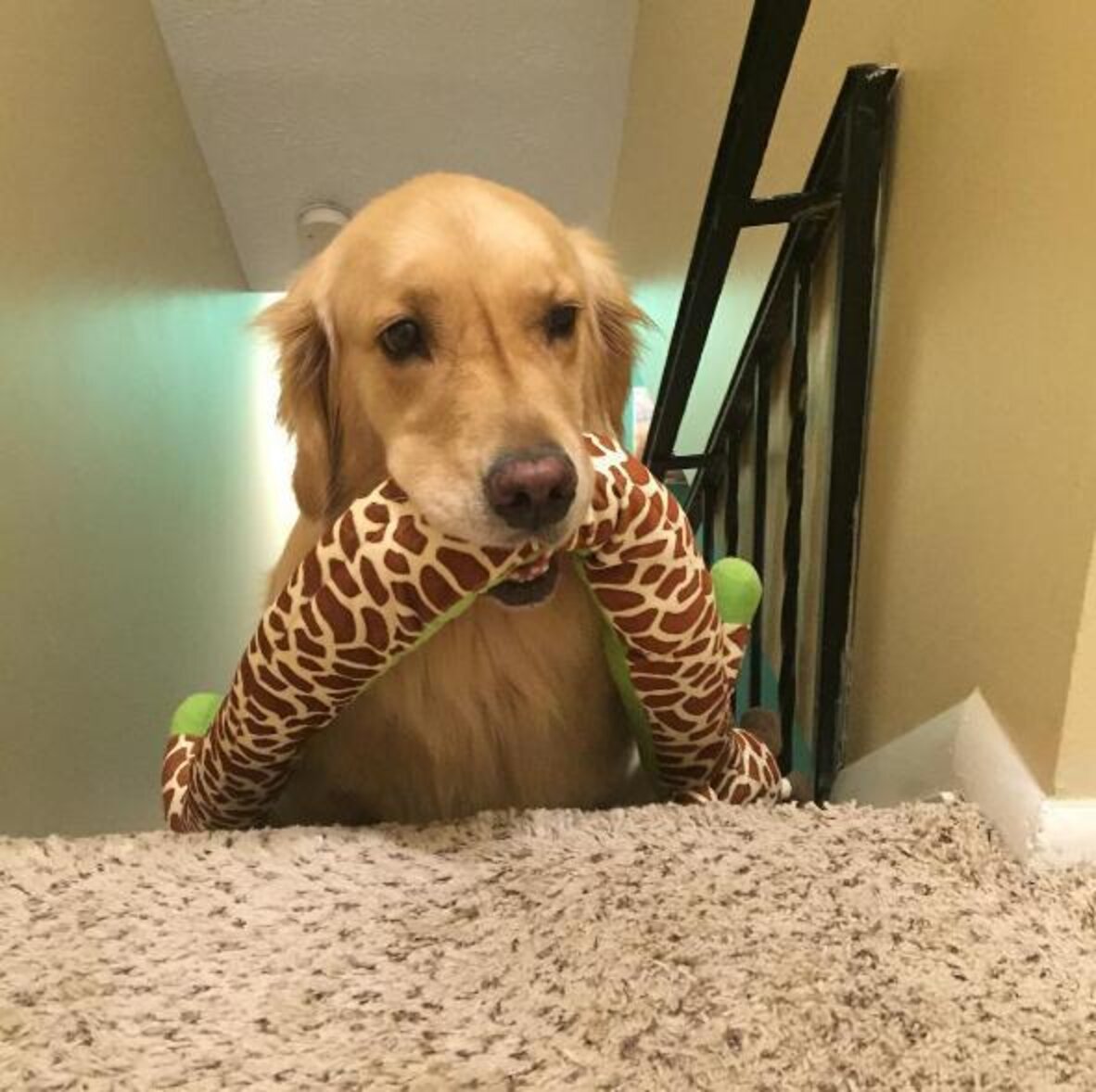 Dog Takes A New Toy To Bed With Her Every Night The Dodo