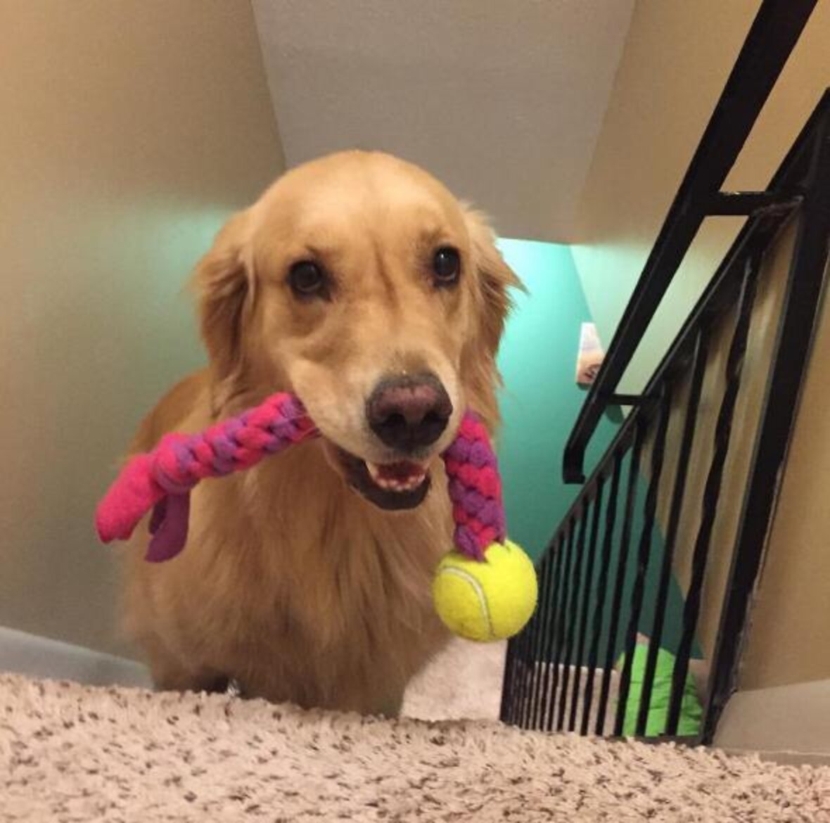 Dog Takes A New Toy To Bed With Her Every Night The Dodo