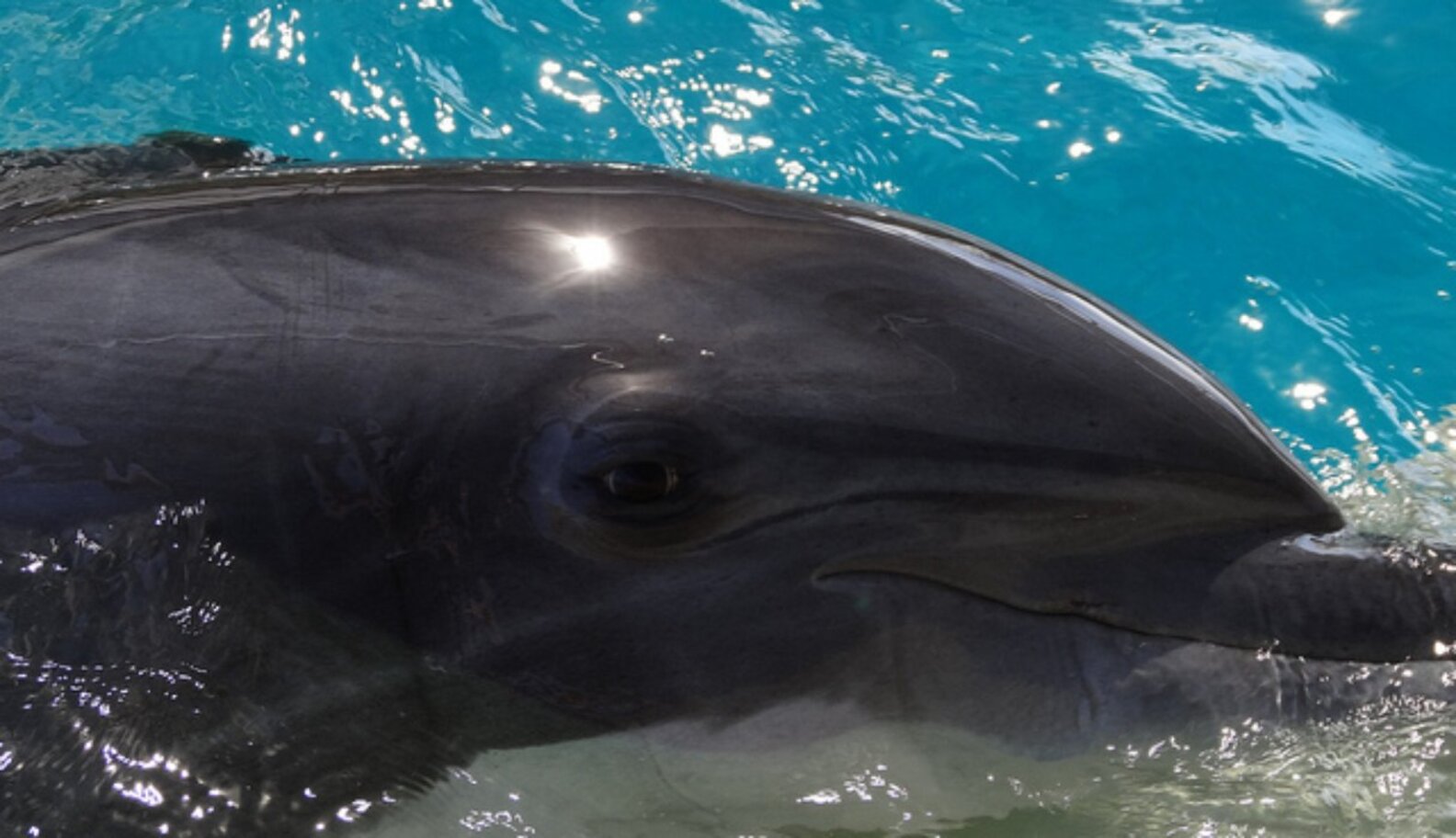 SeaWorld Slapped With (Another) USDA Complaint Over Animal Abuse