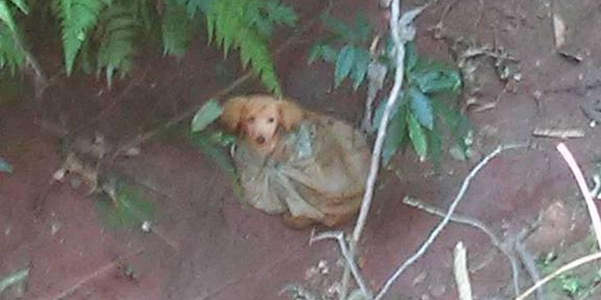 Facebook Post Saves Puppy Left To Die In A Plastic Bag - The Dodo