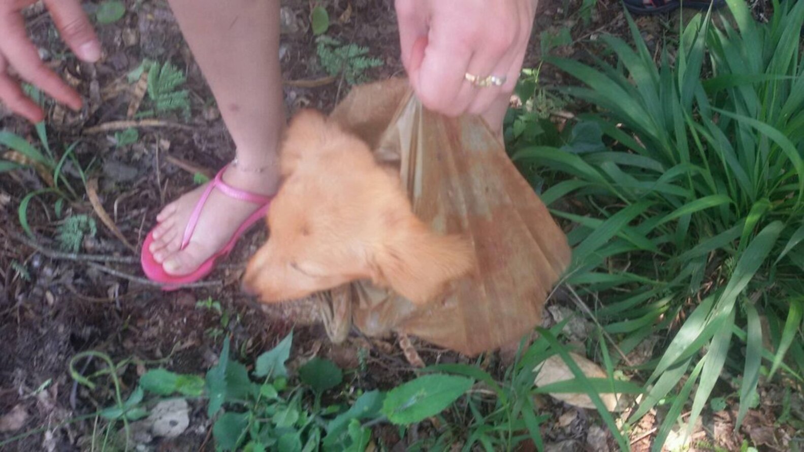 Facebook Post Saves Puppy Left To Die In A Plastic Bag - The Dodo