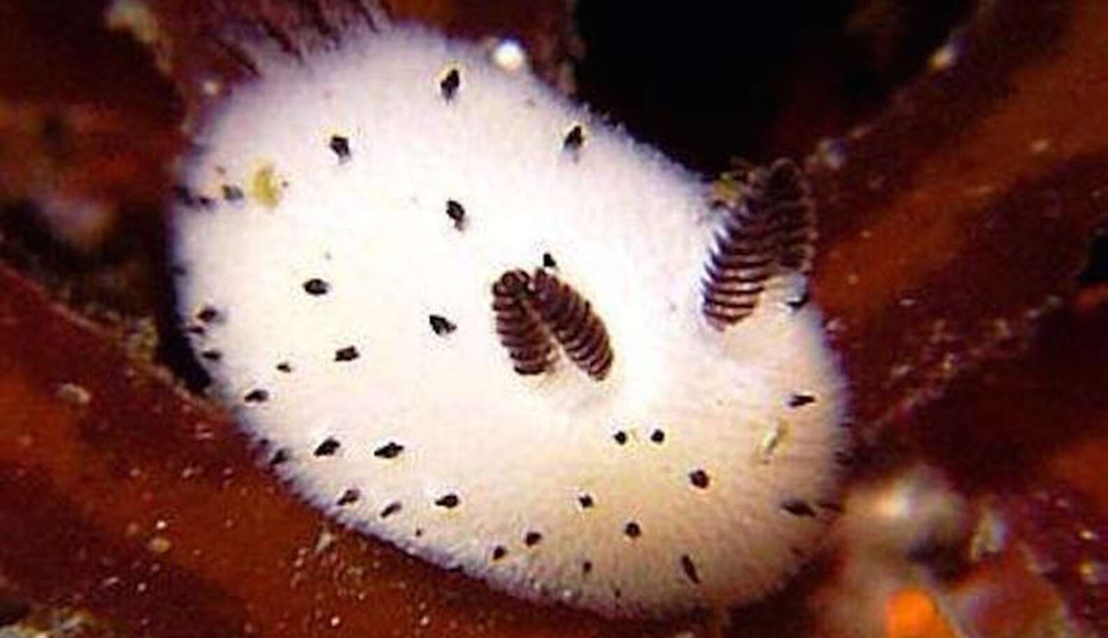 Bunnies Of The Sea Are The Weirdest/Cutest Thing We've Ever Seen - The Dodo