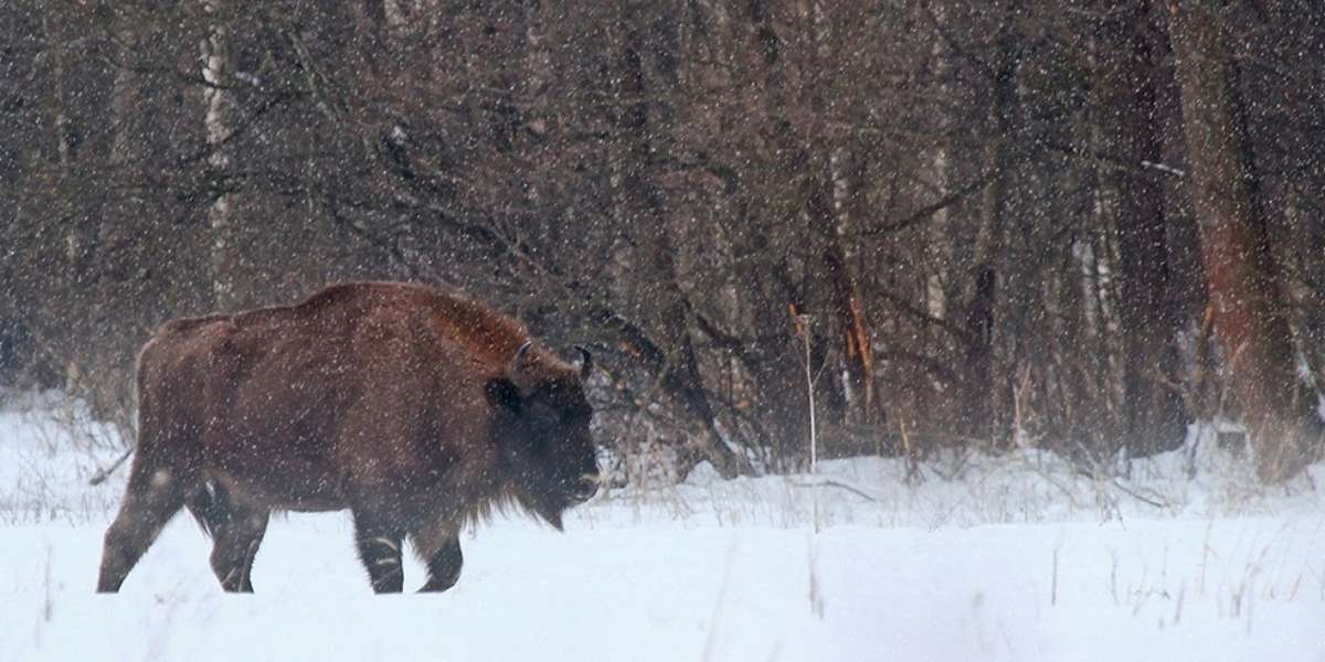 how-the-near-extinct-european-bison-made-a-comeback-the-dodo