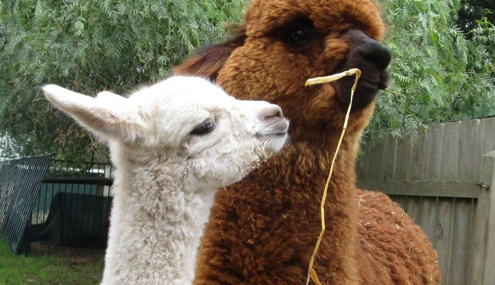 Baby Alpaca Finds The Perfect Big Brother To Show Her The World - The Dodo