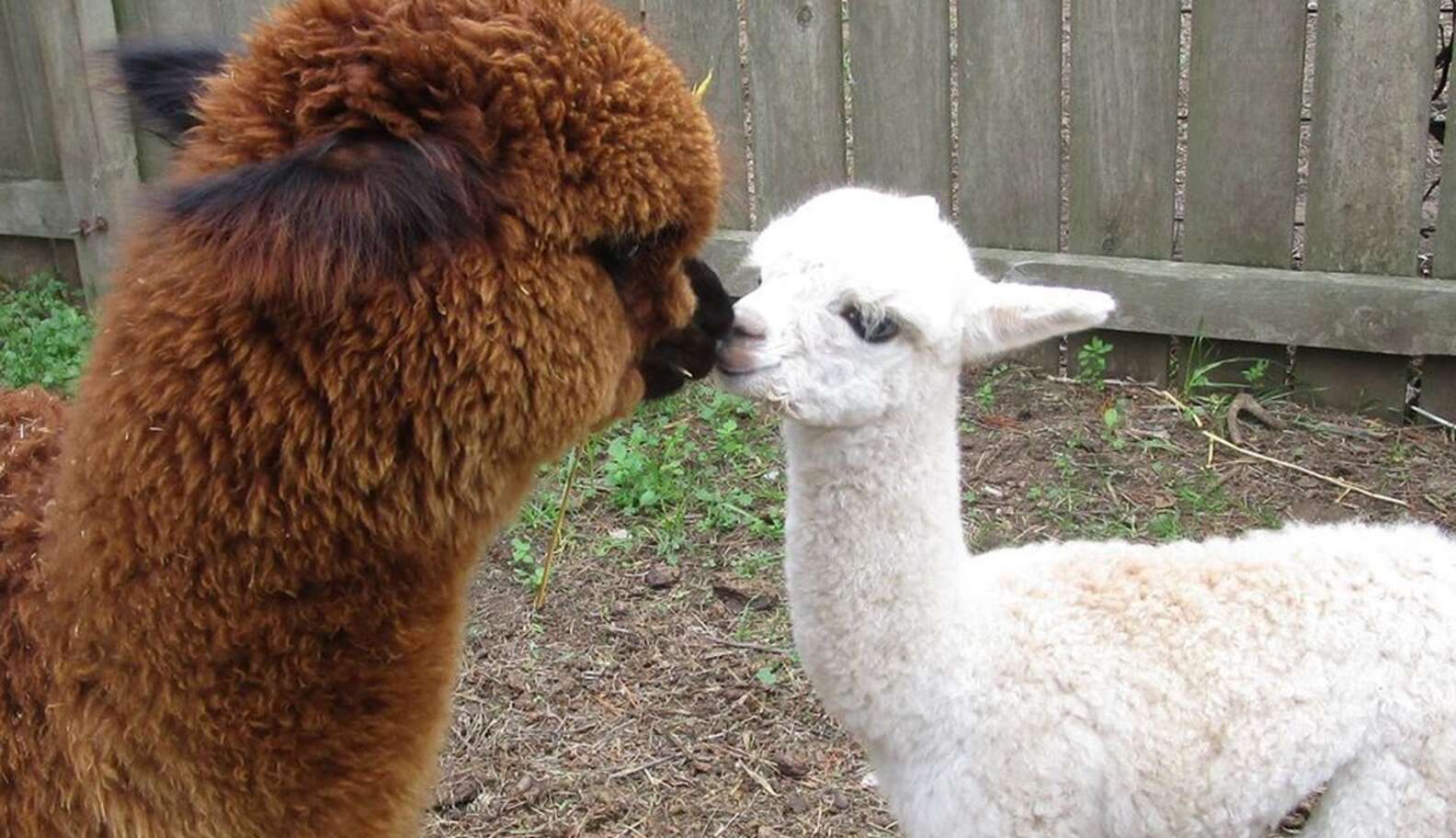 Baby Alpaca Finds The Perfect Big Brother To Show Her The World - The Dodo